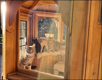 6 Cedar Octagon Garden Gazebo (Catzebo) Shown Full of Cats in a Closeup of the Window.