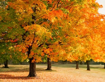 Maple Trees in Autumn