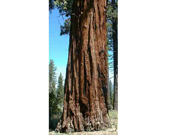 Western Red Cedar Trees