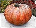 Concrete Giant Textured Pumpkin