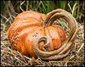 Concrete Long Vine Pumpkin