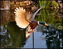 Gliding Duck Garden Decoration