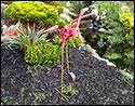 Flamingo Flying Garden Balancer
