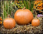 Concrete Stone Fall Pumpkins (Set of 3)