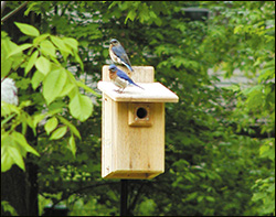 Cedar Bluebird Birdhouse