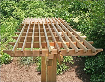 Red Cedar Marquis Arbor