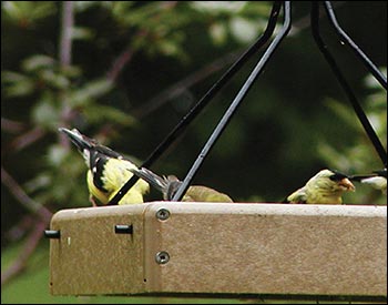 Poly Lumber Hanging Tray Birdfeeder w/ Weatherguard