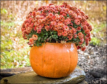 Concrete Hearthstone Pumpkin Planter