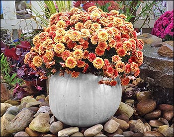 Concrete Hearthstone Pumpkin Planter