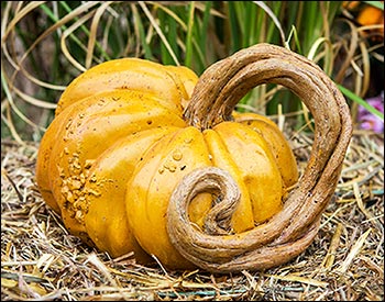 Concrete Long Vine Pumpkin