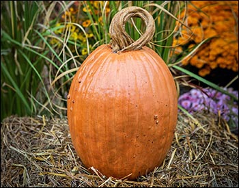 Concrete Whimsical Pumpkin