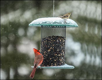 5 Quart Sunflower Birdfeeder