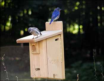 Cedar Bluebird Birdhouse