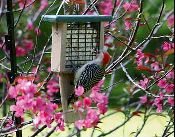 Poly Lumber Suet Birdfeeder