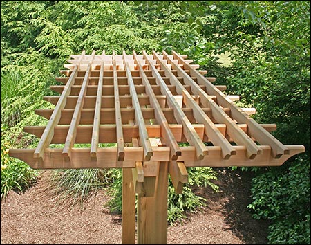 Red Cedar Marquis Arbor