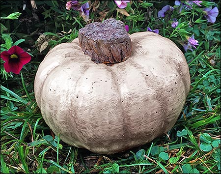 Concrete Willowbrook Mini Pumpkin