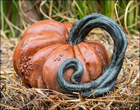 Concrete Long Vine Pumpkin