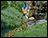 Blue Bird Garden Balancer