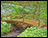 Treated Pine Log Rail Bridge w/White Cedar Posts & Railing