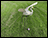 Crane Flying Garden Balancer