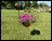 Emu Garden Decoration & Planter