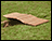 Red Cedar Opti-Breeze™ Bridge