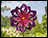 Meadow Blossom Wind Spinner
