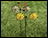 Speedy Bicycle Wind Spinner