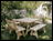 Treated Pine Wide Picnic Table w/ 2 Backed Benches and 2 Backless Benches