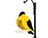 Treated Pine Gold Finch Birdfeeder
