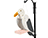 Treated Pine Seagull Birdfeeder