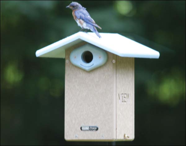 Bluebird House w/Camera