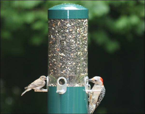 Classic Tube Feeder w/Squirrel Baffle and Pole