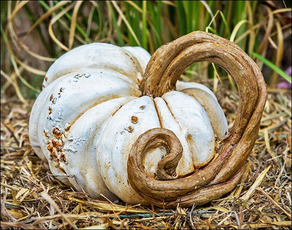 Concrete Long Vine Pumpkin