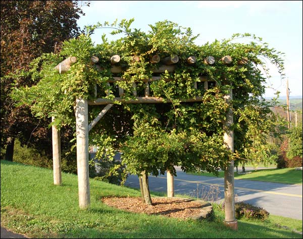 Rustic Garden Pergola