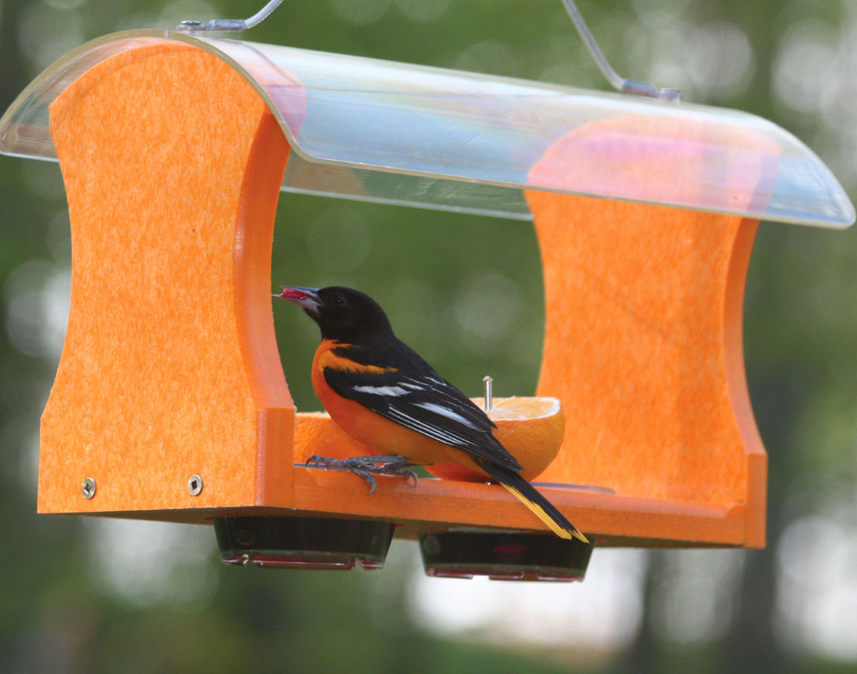 Oriole feeder discount